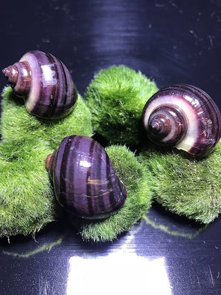 Three purple mystery snails resting on marimo moss balls