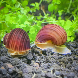 Two purple mystery snails with deep burgundy shells and pale yellow foot