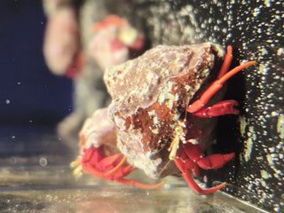 Scarlet Hermit Crab side profile in aquarium setting showing red legs and yellow eyestalks