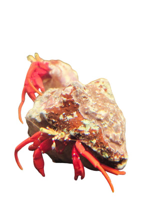 Red Legged Scarlet Hermit Crab — single specimen on white background showing scarlet body, yellow eyestalks, and protective gastropod shell