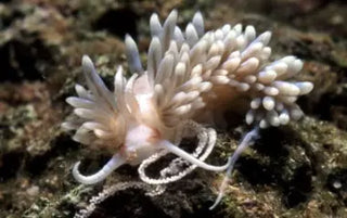 Berghia nudibranch — aquacultured aiptasia-eating reef invertebrate