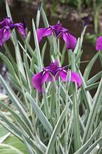 Japanese Variegated Iris, a Great Live Pond Plant for Your Water Garden. This marginal Aquatic is a Real Beauty