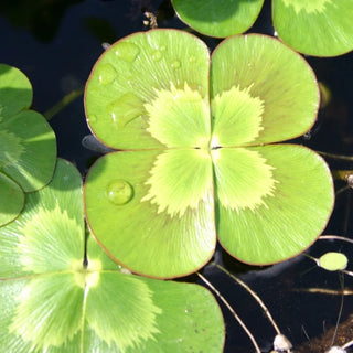 Clover, Variegated