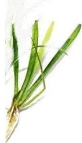 Sagittaria Subulata, Dwarf Sag freshwater aquarium plant (Buy 2, Get 1 FREE)