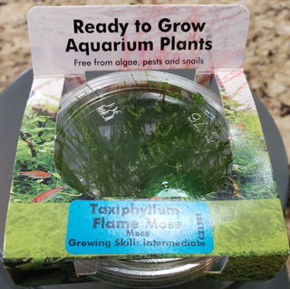Taxiphyllum Flame Moss tissue culture cup for freshwater aquarium