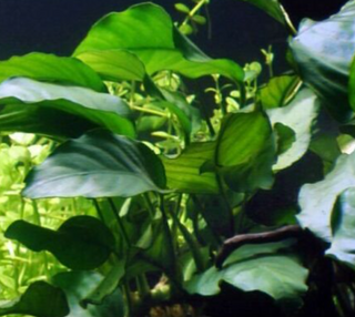 Anubias Barteri Broad Leaf Freshwater Aquarium plant-Buy 2, Get 1 Free
