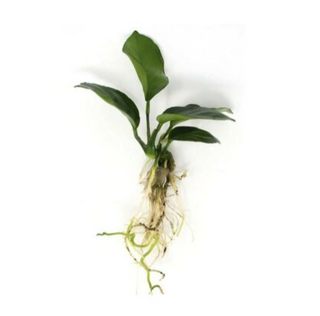 Anubias Bundle (Bartieri, Coffee, Nana Petite) Live Plants