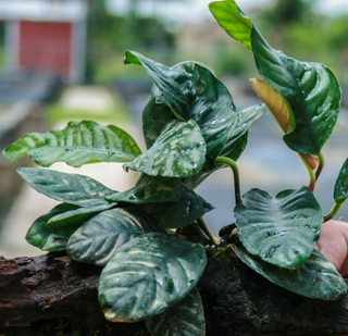 Coffeefolia (Anubias barteri var 'coffeefolia')potted live aquatic plant