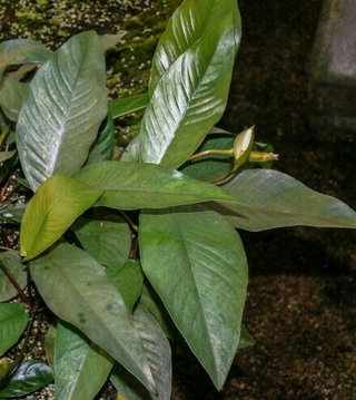 Anubias Frazeri Aquatic Plants Live Aquarium Plants potted