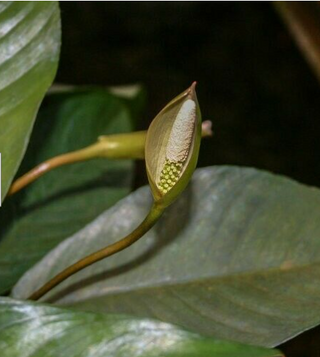 Anubias Frazeri Aquatic Plants Live Aquarium Plants potted