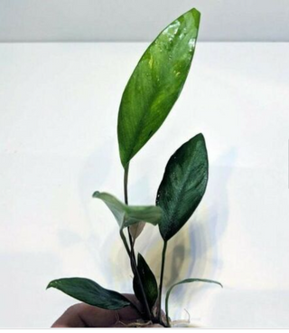 Anubias Frazeri Aquatic Plants Live Aquarium Plants potted