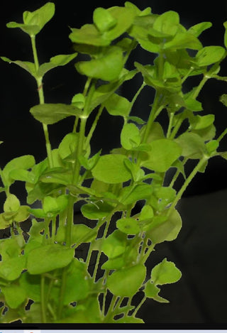 Bacopa Australis Potted freshwater aquarium plant (Buy 2, Get 1 FREE)