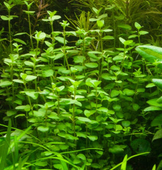 Bacopa Australis Potted freshwater aquarium plant (Buy 2, Get 1 FREE)