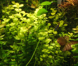 Bacopa Australis Potted freshwater aquarium plant (Buy 2, Get 1 FREE)