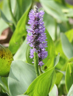 Blue Pickerel (Pontederia spp.) Live Pond Plant