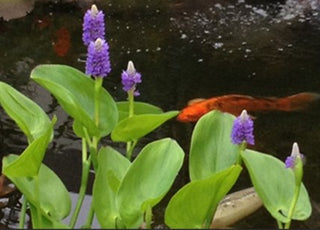 Blue Pickerel (Pontederia spp.) Live Pond Plant