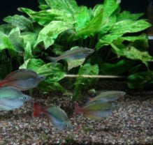 Cryptocoryne Pontederiifolia (Buy 2, Get 1 Free) freshwater aquarium plant