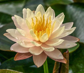 Nymphaea Mangkala Ubol Water Garden Pond Plants (Buy 2, Get 1 Free)