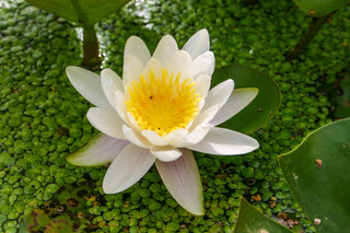 Nymphaea Marliacea Albida Water Garden Pond Plant (Buy 2, Get 1 Free)