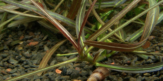 (Hygrophila Araguaia) freshwater aquarium potted plant
