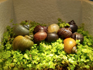 10-Mix Mystery Snails