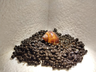 Mystery Snails (Pomacea Bridgesii) Freshwater Snails Algae Eaters several colors to chose from