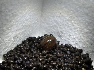 Mystery Snails (Pomacea Bridgesii) Freshwater Snails Algae Eaters several colors to chose from