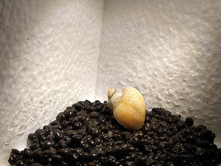 Mystery Snails (Pomacea Bridgesii) Freshwater Snails Algae Eaters several colors to chose from