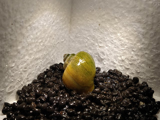 Mystery Snails (Pomacea Bridgesii) Freshwater Snails Algae Eaters several colors to chose from