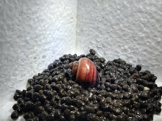 Mystery Snails (Pomacea Bridgesii) Freshwater Snails Algae Eaters several colors to chose from