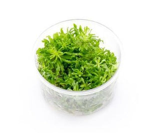 Pogostemon Helferi tissue culture plant cup for freshwater aquarium