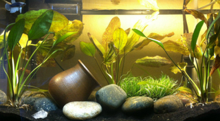 Red Flame (Echinodorus red flame) live aquarium plant potted
