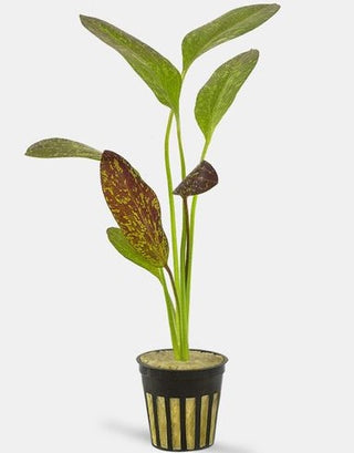 Red Flame (Echinodorus red flame) live aquarium plant potted