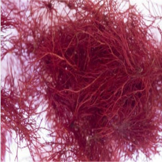 Aquacultured Hawaiian Red OGO Gracilaria for Reef Saltwater Refugium FRAG
