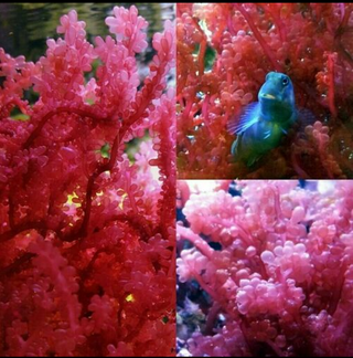 Red Grape Caulerpa or Kelp (Botryocladia sp.)Macro Algae Refugium Super Rare!
