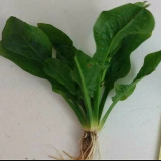 Rosette Sword Echinodorus Parviflorus aquarium freshwater plants 4,8, or 12 pack, Buy 2 Get 1 FREE