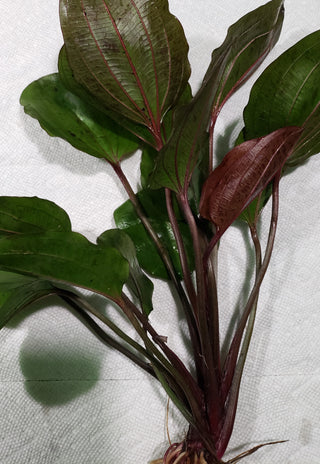 Echinodorus 'St. Elmo's Fire' Large sword freshwater aquarium (Buy 2, Get 1 Free)