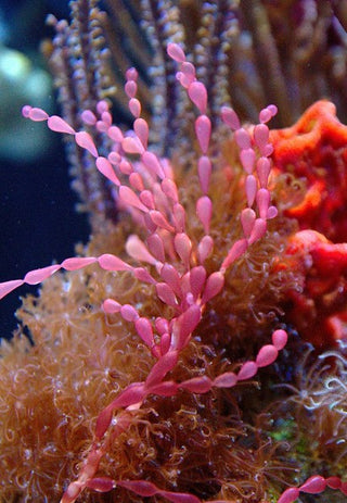 String of Pearl 2 inch Frag Saltwater Marine Macro
