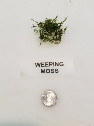 Weeping Moss Vesicularia ferriei live aquarium plant Buy 2 Get 1 FREE