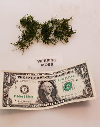 Weeping Moss Vesicularia ferriei live aquarium plant Buy 2 Get 1 FREE