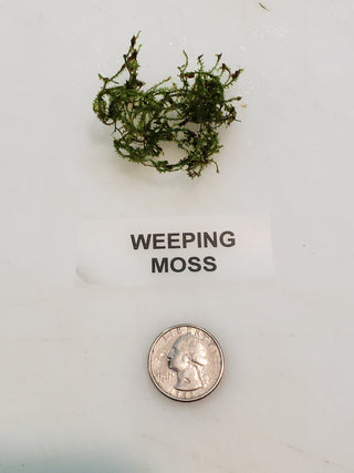Weeping Moss Vesicularia ferriei live aquarium plant Buy 2 Get 1 FREE