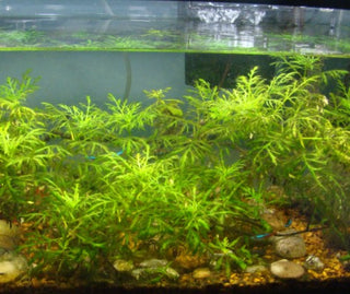 Water Wisteria, (Hygrophila Difformis) aquarium plant