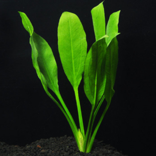 Amazon Sword Echinodorus amazonicus freshwater aquarium plants 4,8, or 12 pack, Buy 2 Get 1 FREE