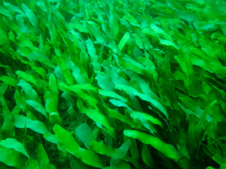 Caulerpa Prolifera saltwater macroalgae for your refugium or aquarium