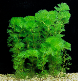 Cabomba Green (Cabomba caroliniana) aquarium plant - 4 stems a bunch