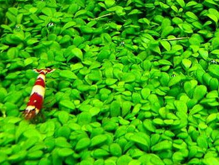Glossostigma Elatinoides potted freshwater aquarium plant (Buy 2, Get 1 Free)