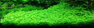 Hydrocotyle cf. tripartita, Hydrocotyle sp. 'Japan' or Hydrocotyle sp. 'Australia' Plant Mat 10X10 Aquarium Plant