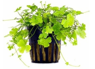 Hydrocotyle ( cf. tripartita, sp.) Japan  live aquatic plant
