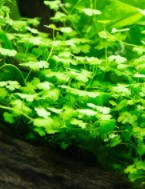 Hydrocotyle ( cf. tripartita, sp.) Japan  live aquatic plant