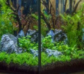 Hydrocotyle ( cf. tripartita, sp.) Japan  live aquatic plant